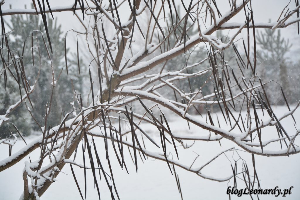katalpa strąki zimą