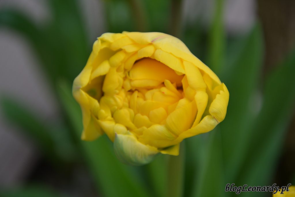 tulipany 4
