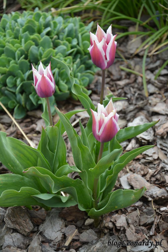 tulipany 6