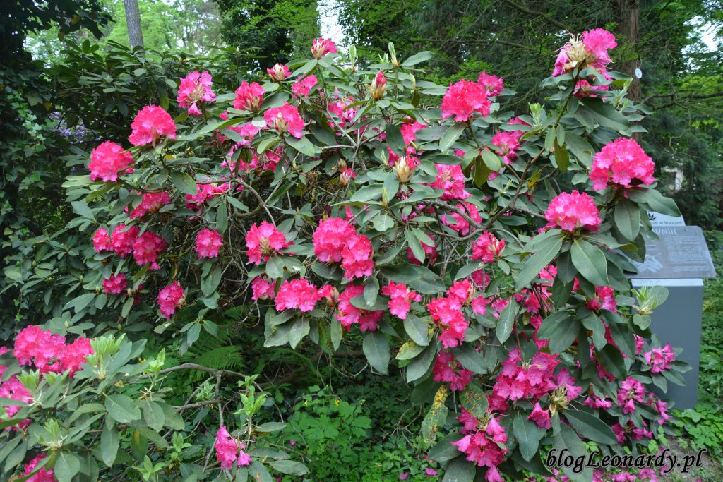 Rhododendron 'Edward S. Rand' 2