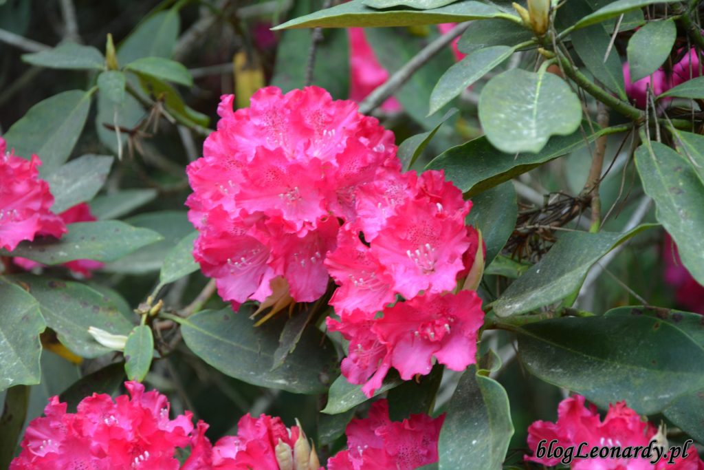 Rhododendron 'Edward S. Rand' 3