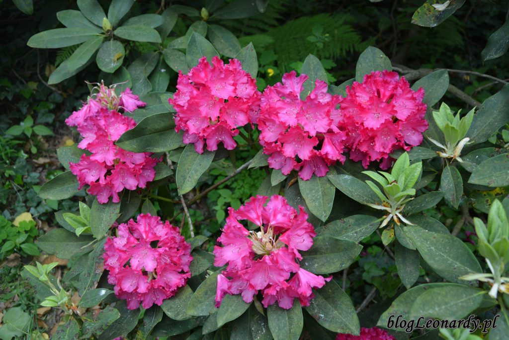 Rhododendron 'Edward S. Rand' 4