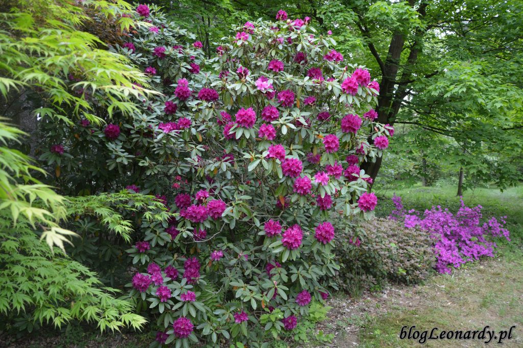 Rhododendron Old Port 1