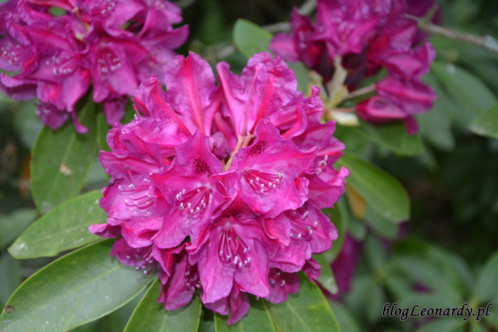 Rhododendron Old Port 2