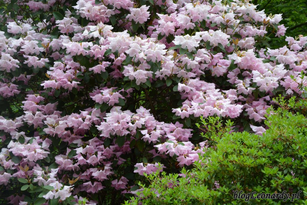 Rhododendron 'Pink Bountiful' 2