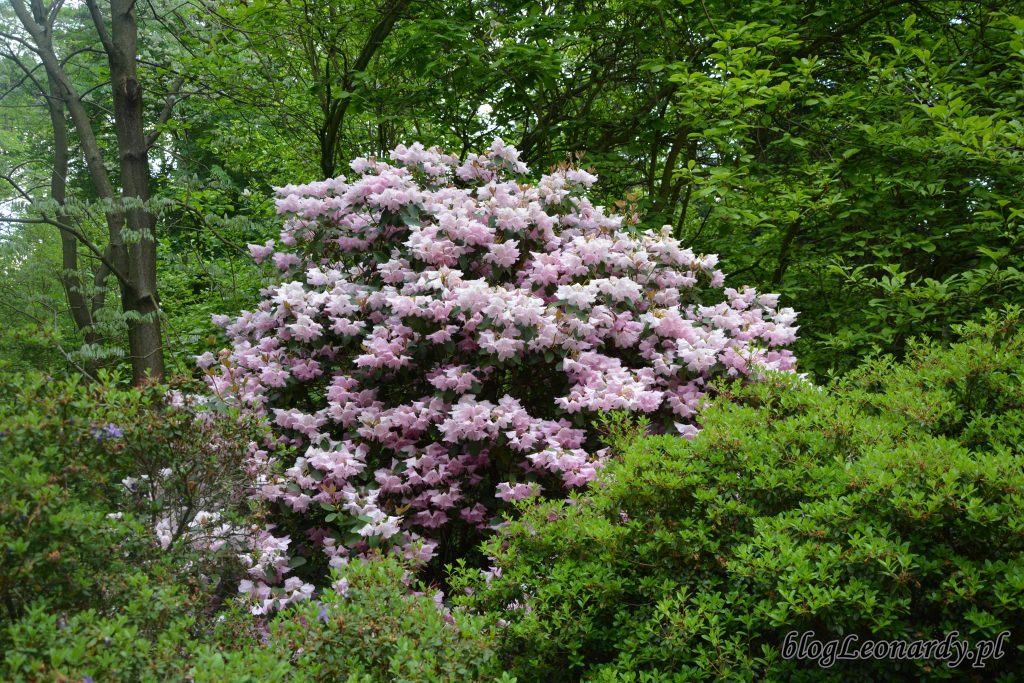 Rhododendron 'Pink Bountiful' 3