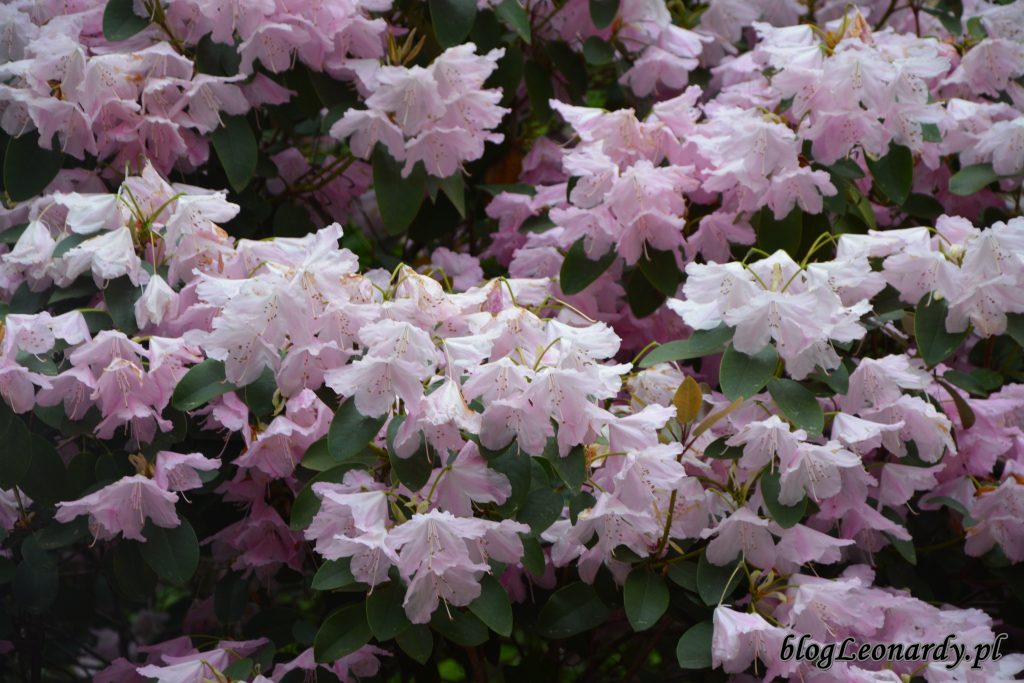 Rhododendron 'Pink Bountiful' 4