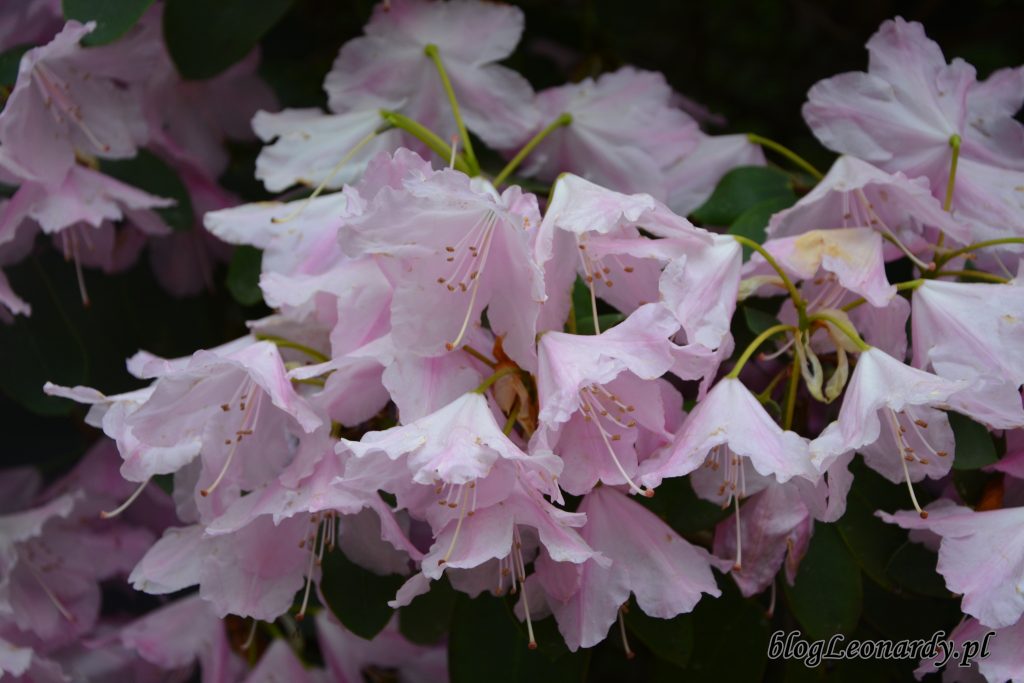 Rhododendron 'Pink Bountiful' 5