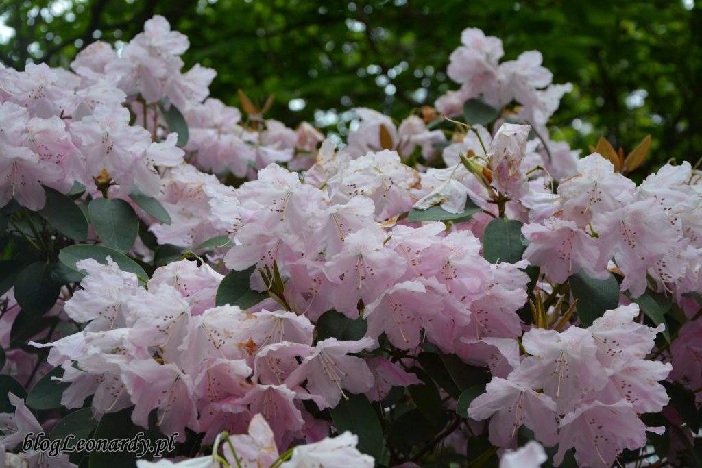 Rhododendron 'Pink Bountiful' 6