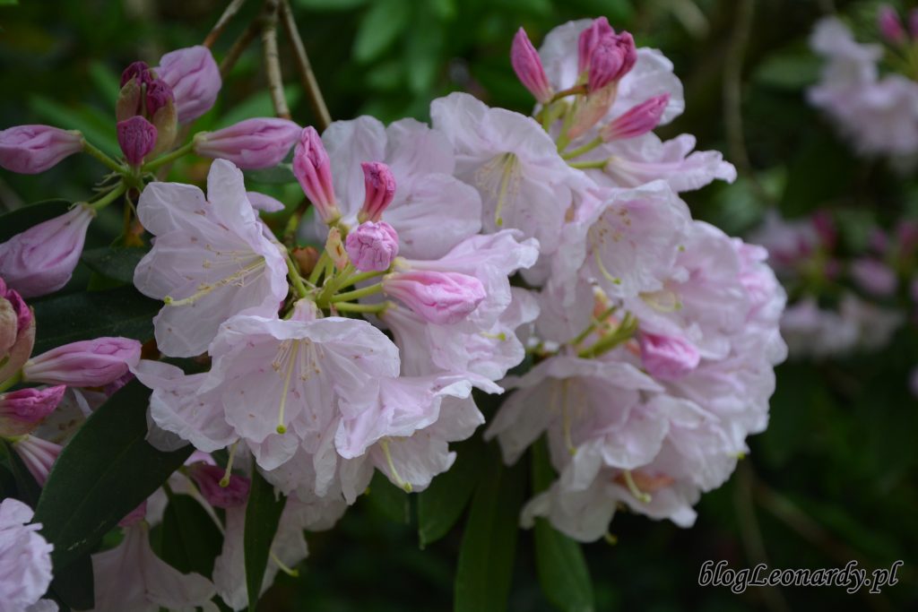 Rhododendron dichroathum Diels 1