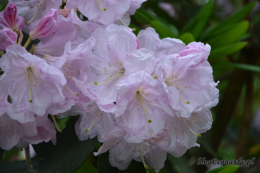 Rhododendron dichroathum Diels 3