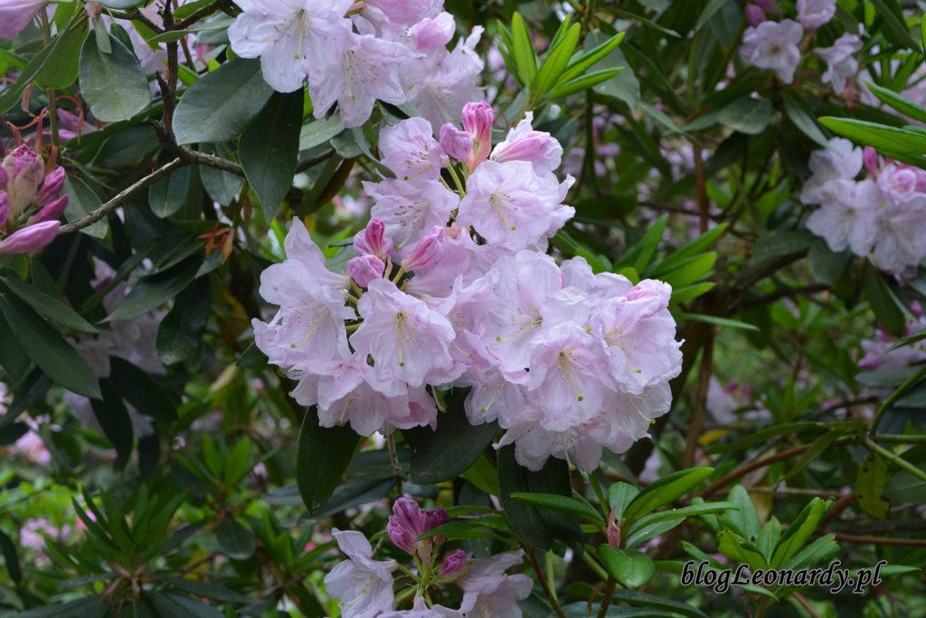 Rhododendron dichroathum Diels 4