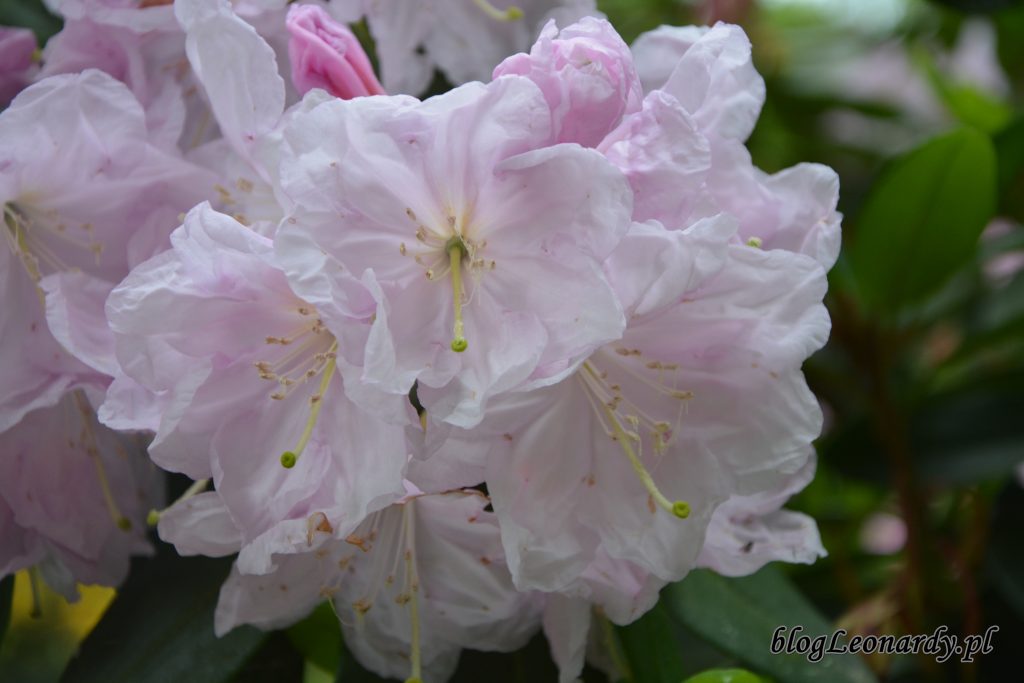 Rhododendron dichroathum Diels 5