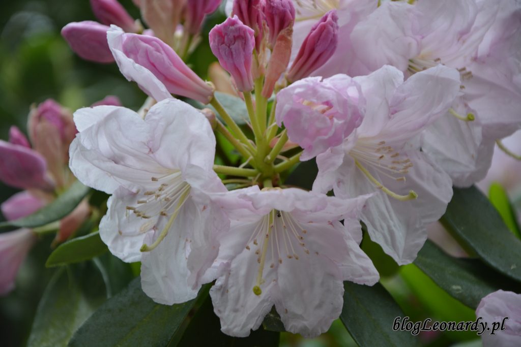 Rhododendron dichroathum Diels 6