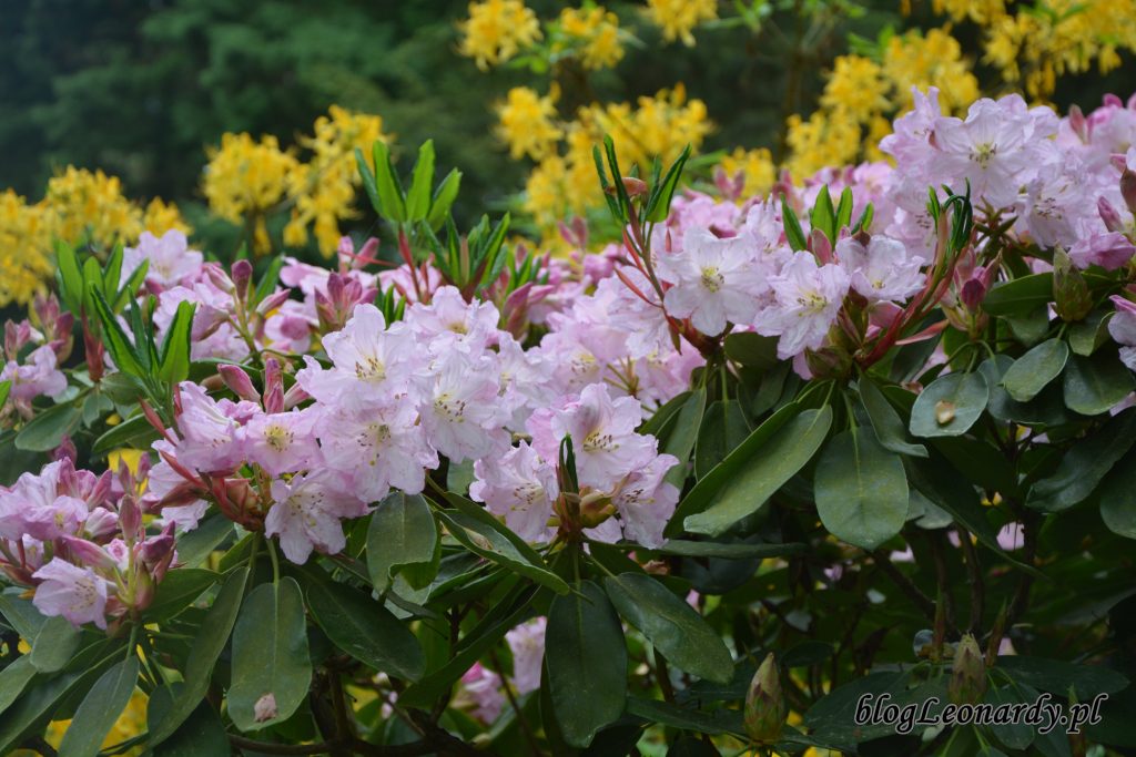 Rhododendron dichroathum Diels 7