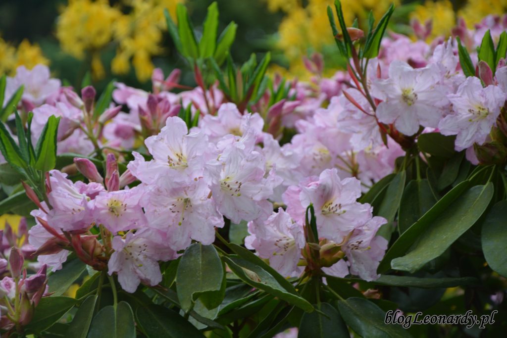 Rhododendron dichroathum Diels 8