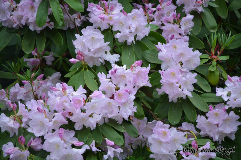 Rhododendron fortunei (Fortune'a) 2