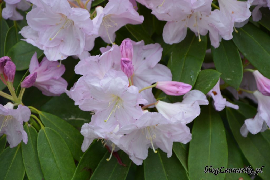 Rhododendron fortunei (Fortune'a) 3