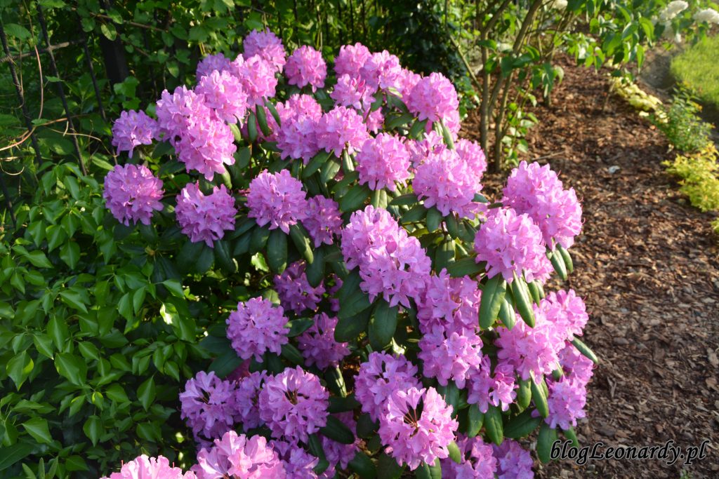 rododendron