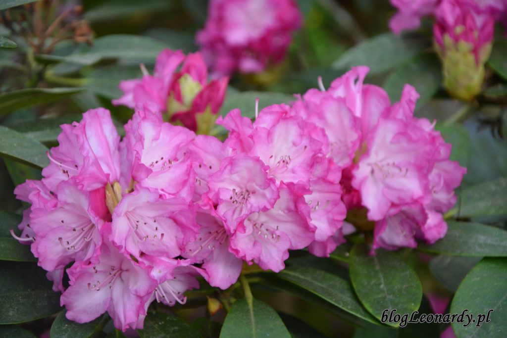 rododendron 2