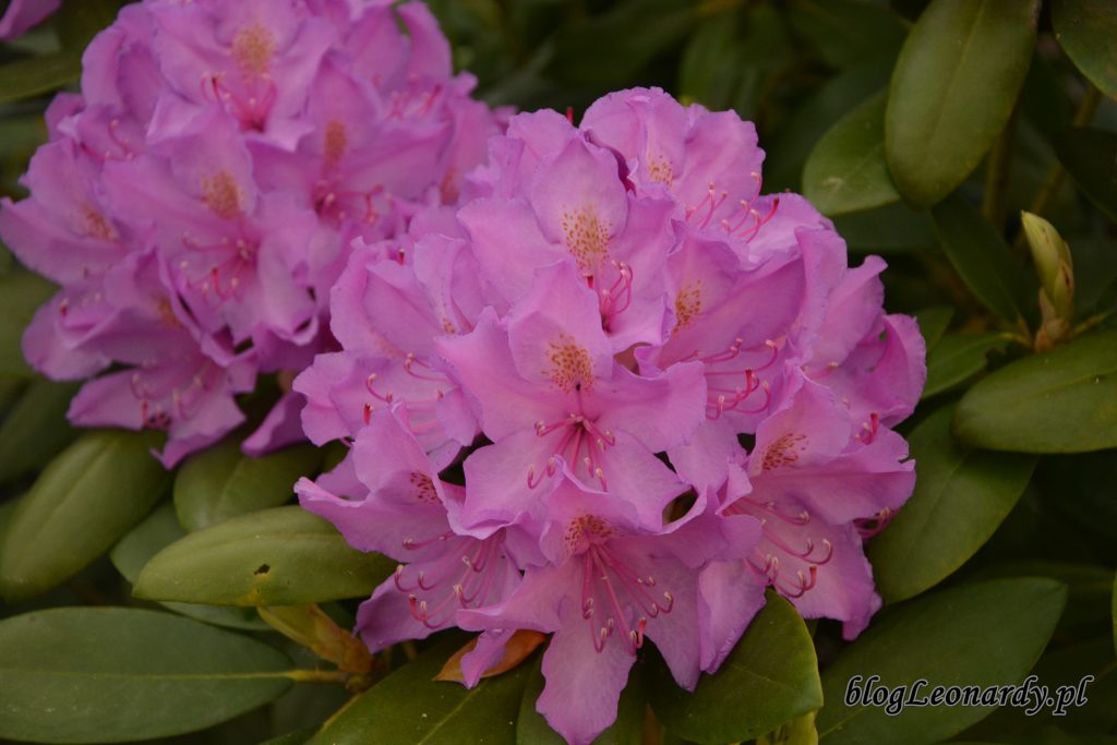 rododendron 4