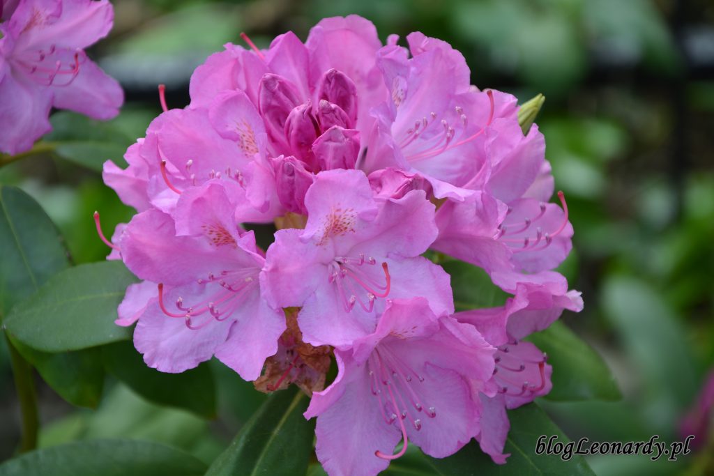 rododendron 9