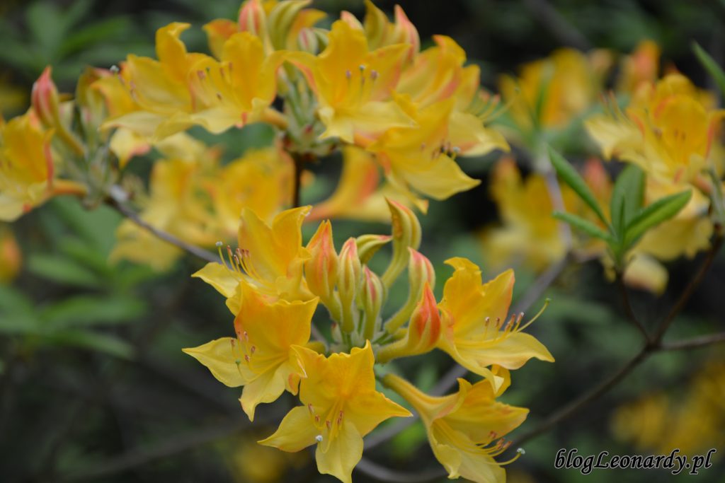 różanecznik żółty (rhododendron luteum Sweet) 2