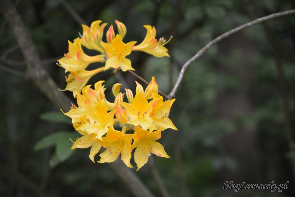 różanecznik żółty (rhododendron luteum sweet)