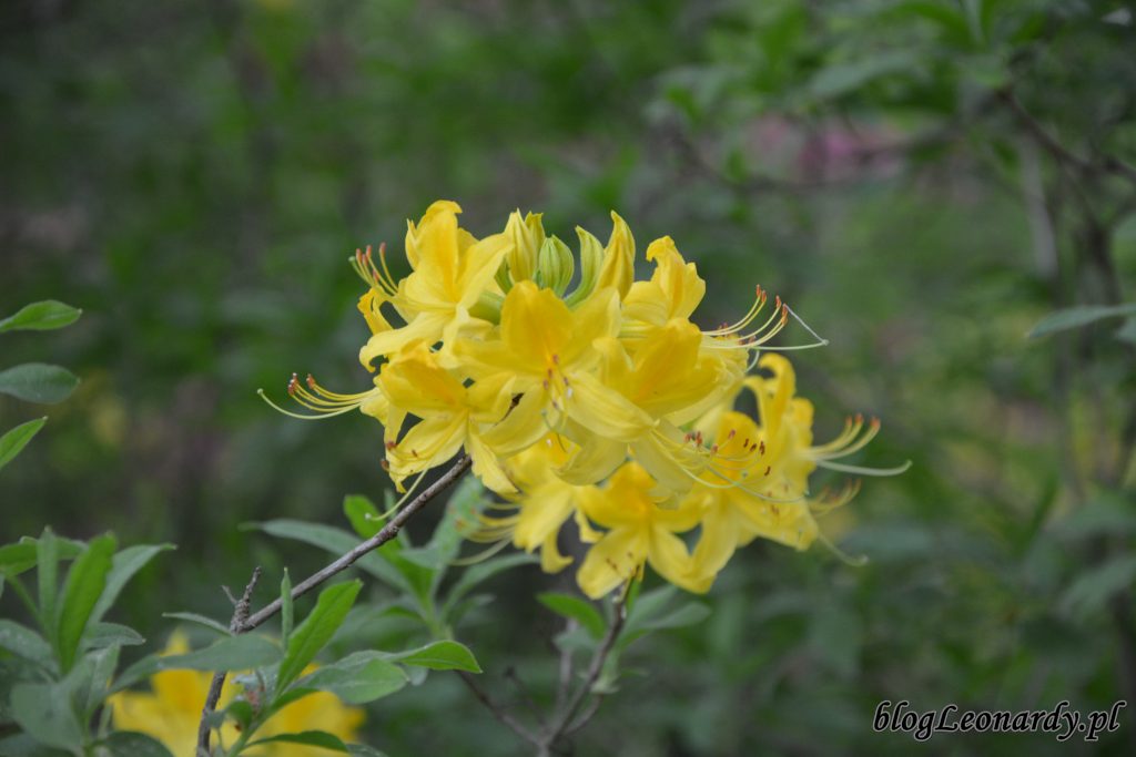różanecznik żółty (rhododendron luteum sweet) 3
