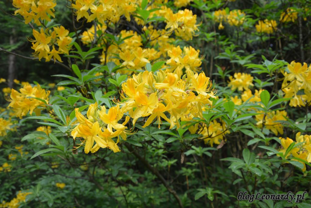 różanecznik żółty (rhododendron luteum sweet) 4