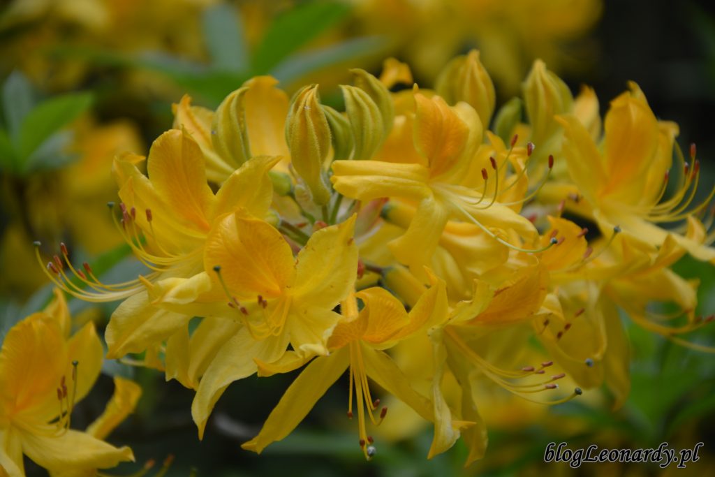 różanecznik żółty (rhododendron luteum sweet) 6