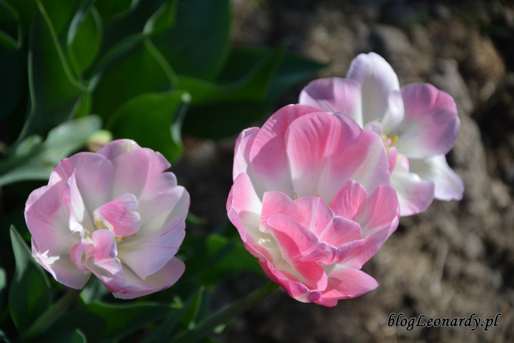 tulipan 2
