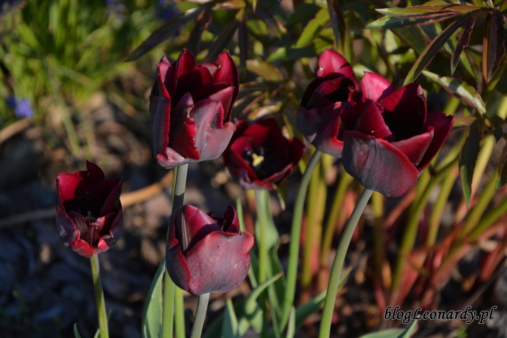 tulipany bordowe 1