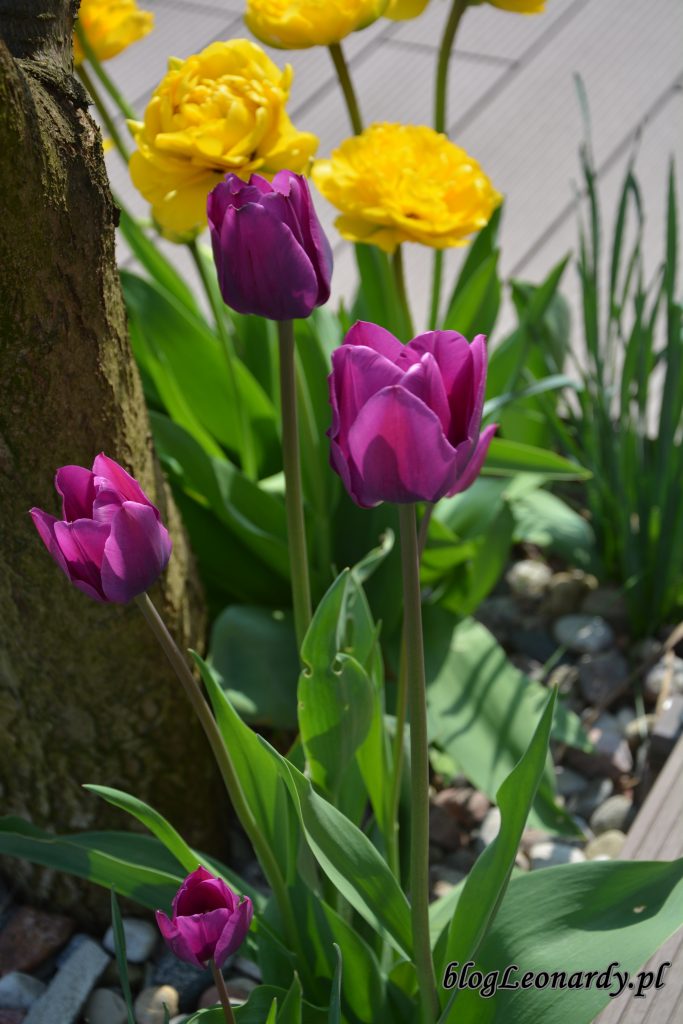 tulipany fioletowe 2