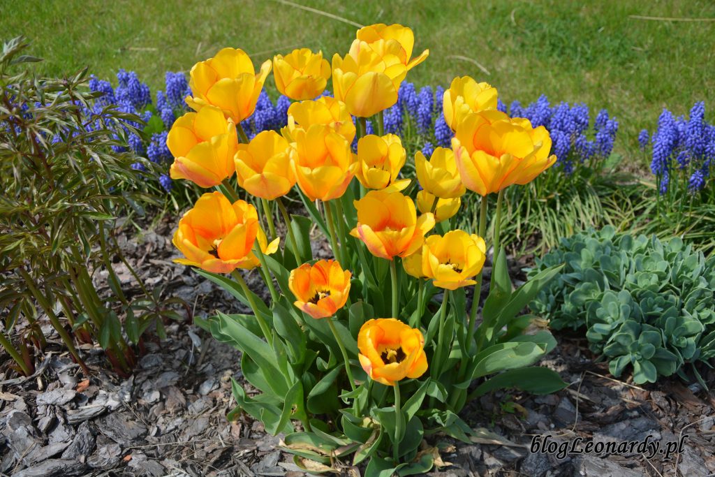 tulipany herbaciane 2