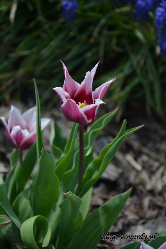 tulipany z bialym brzegiem 2