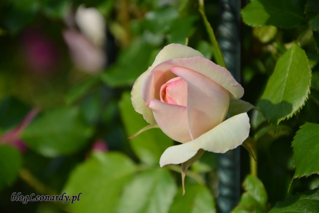 Eden rose 85 (5)