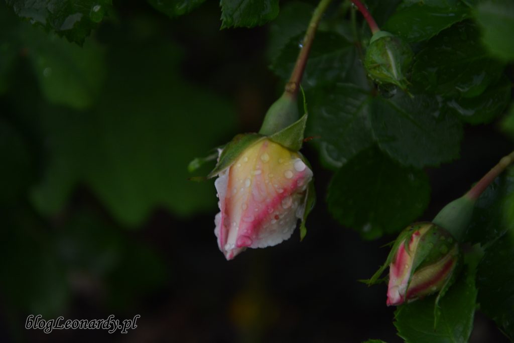 Róża compassion pączek