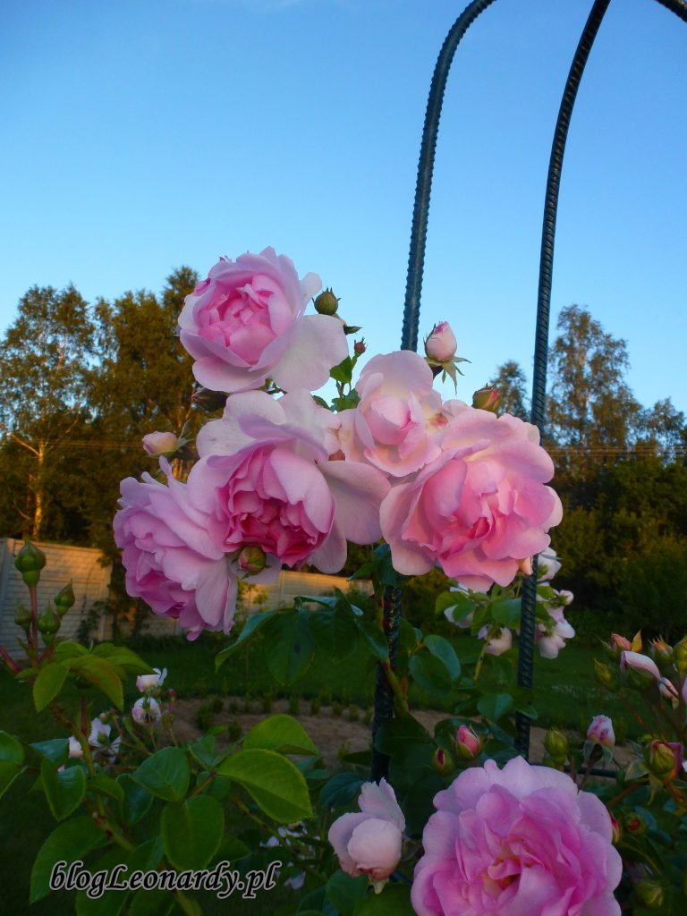 jasmina różowa pnąca