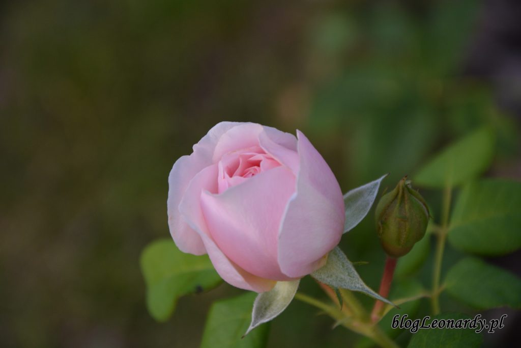 eden rose 85 (2)