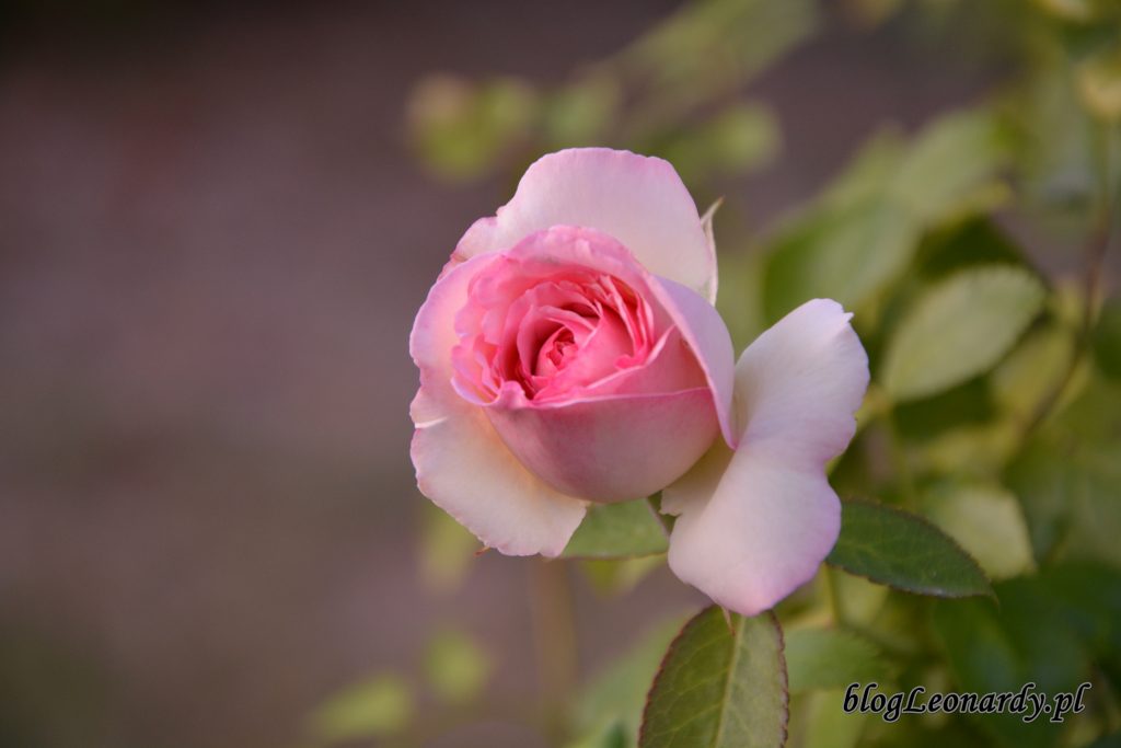eden rose 85