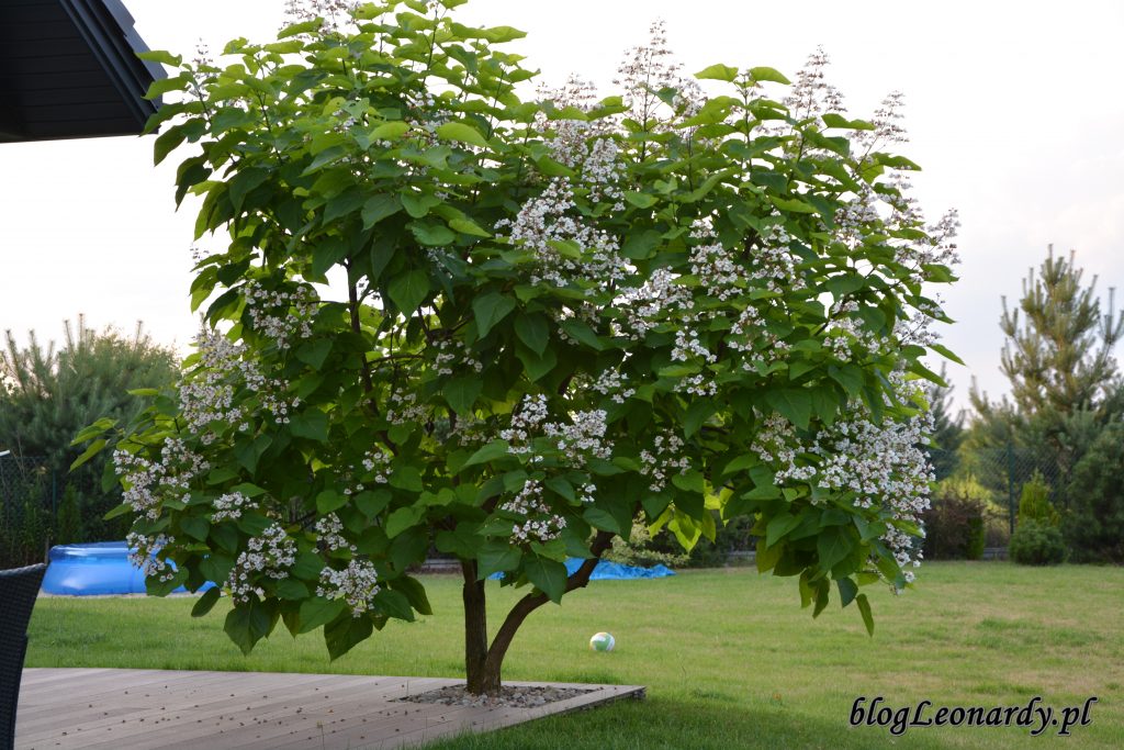 katalpa drzewo kwitnące w lipcu