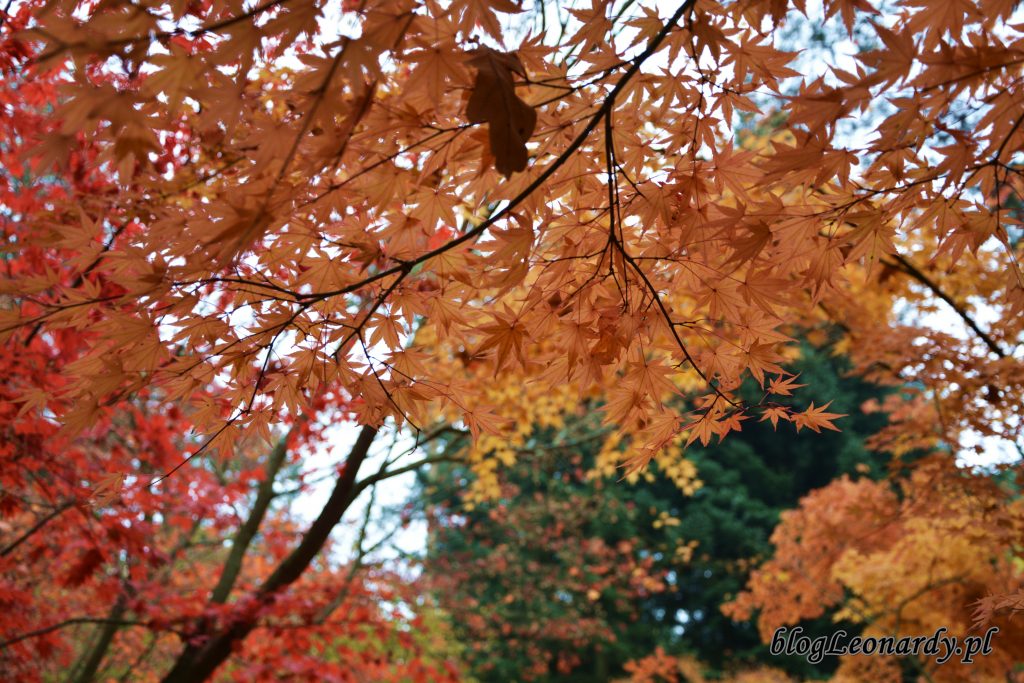 arboretum klony 1