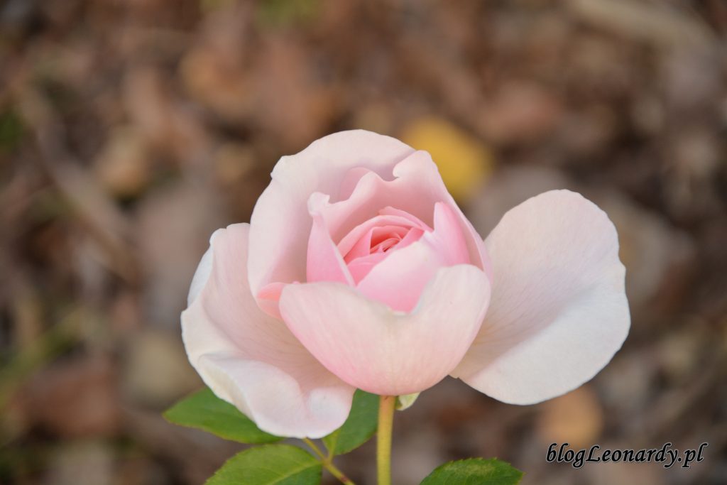 eden rose 85 (1)