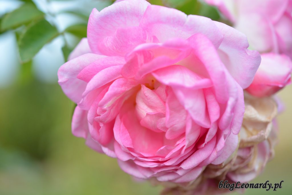 róża jasmina 1