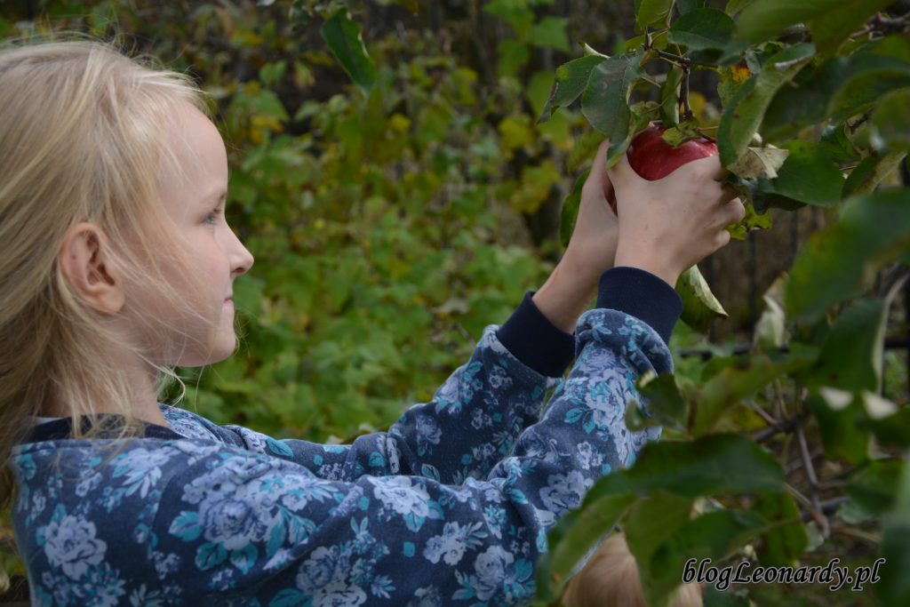 zbieramy jabłka