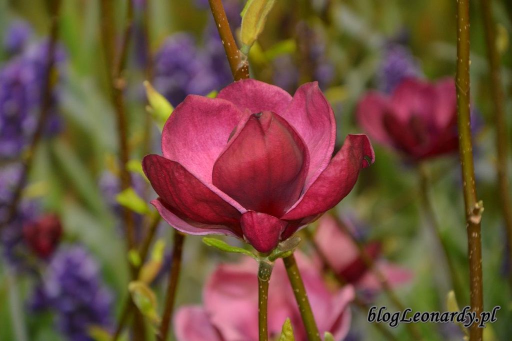 magnolia Genie