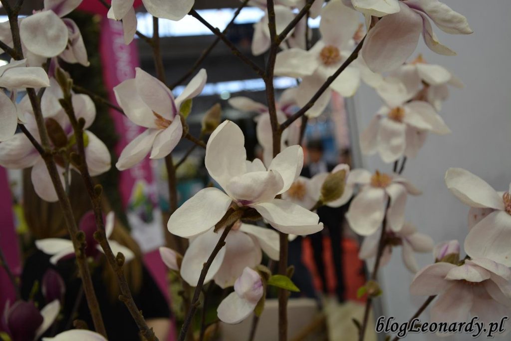 magnolia kobus Norman Gould