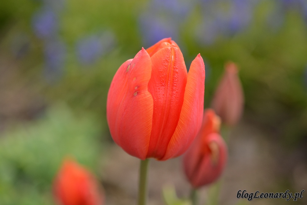 tydzień w ogrodzie -czerwony tulipan