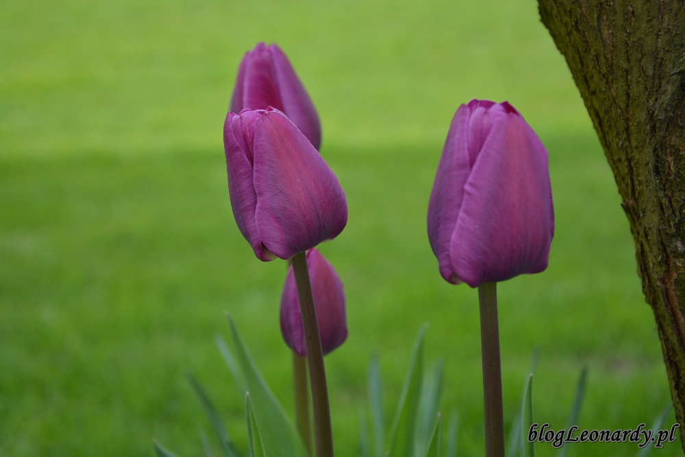 tydzień w ogrodzie -fioletowe tulipany